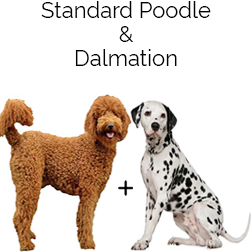 Dalmadoodle Dog